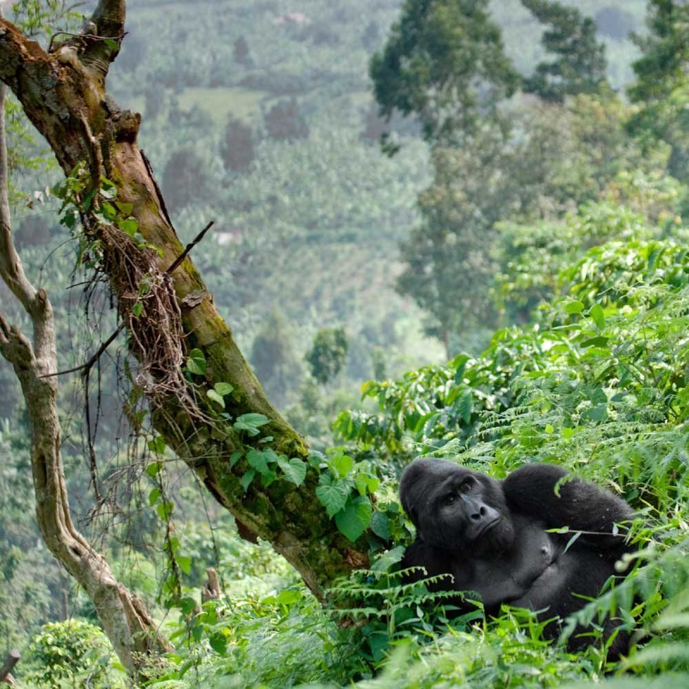 Uganda & East Africa