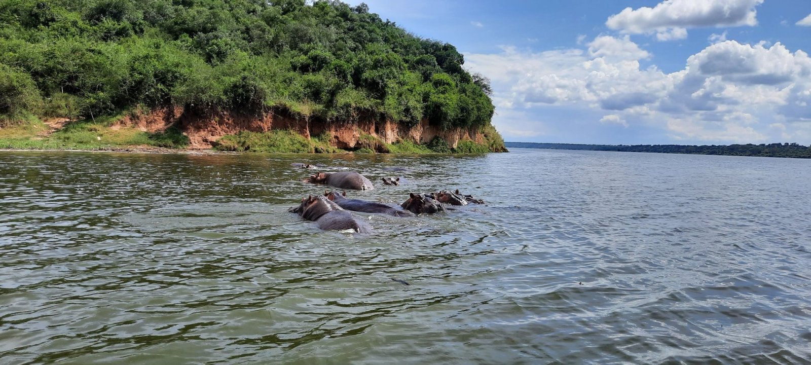 Hippos in the Kazinga Channel, Queen Elizabeth National Park