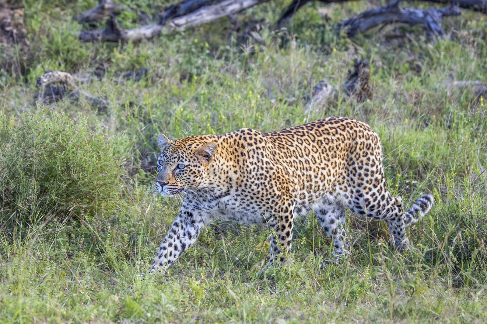 Kruger National Park