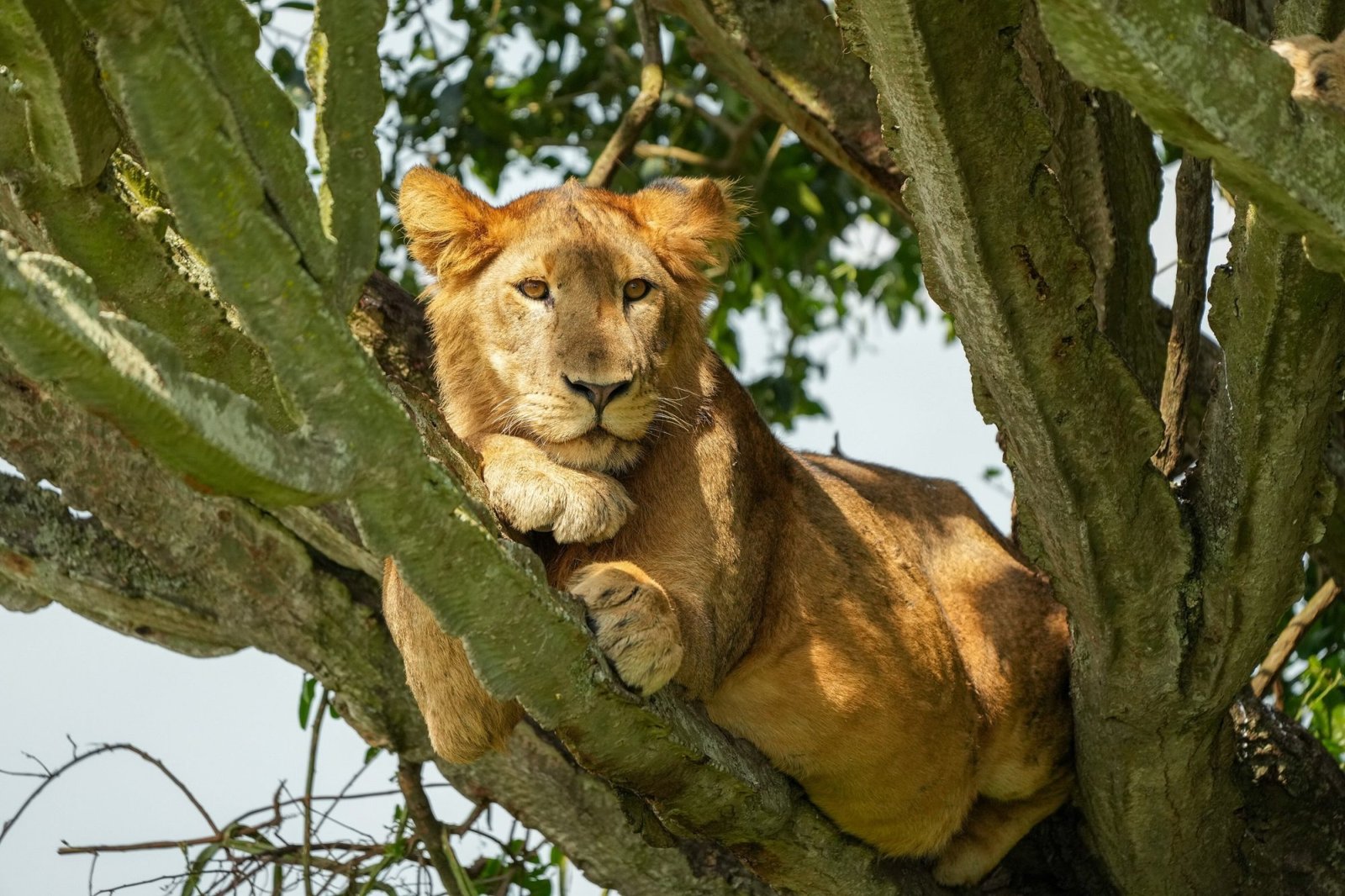 Queen Elizabeth National Park