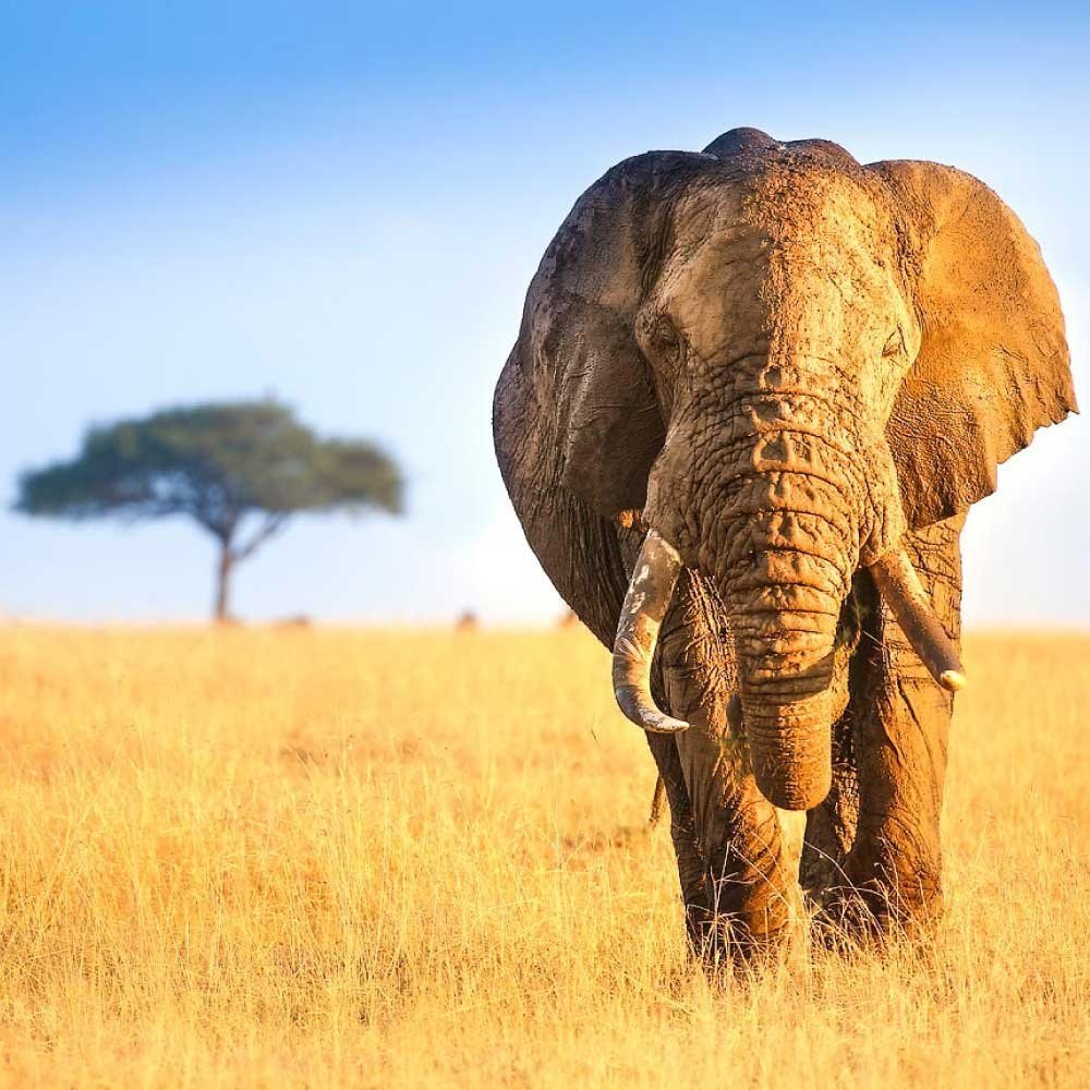 Maasai Mara, Kenya