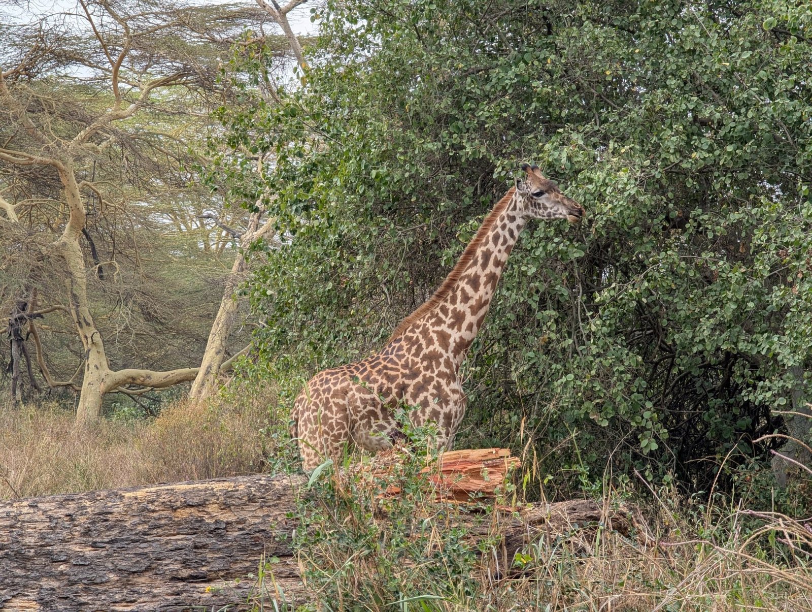 Nairobi