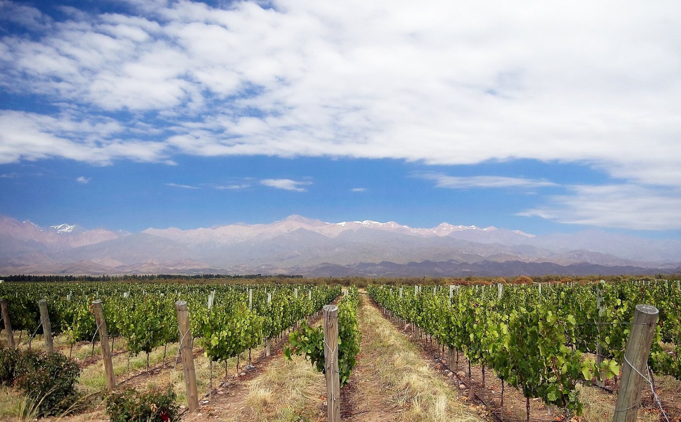 Mendoza vineyards, Mendoza