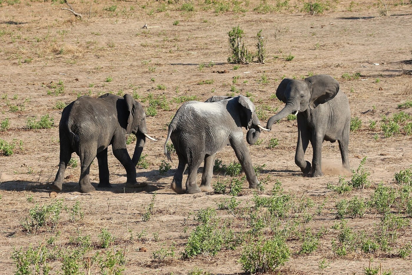 Chobe River, Chobe National Park