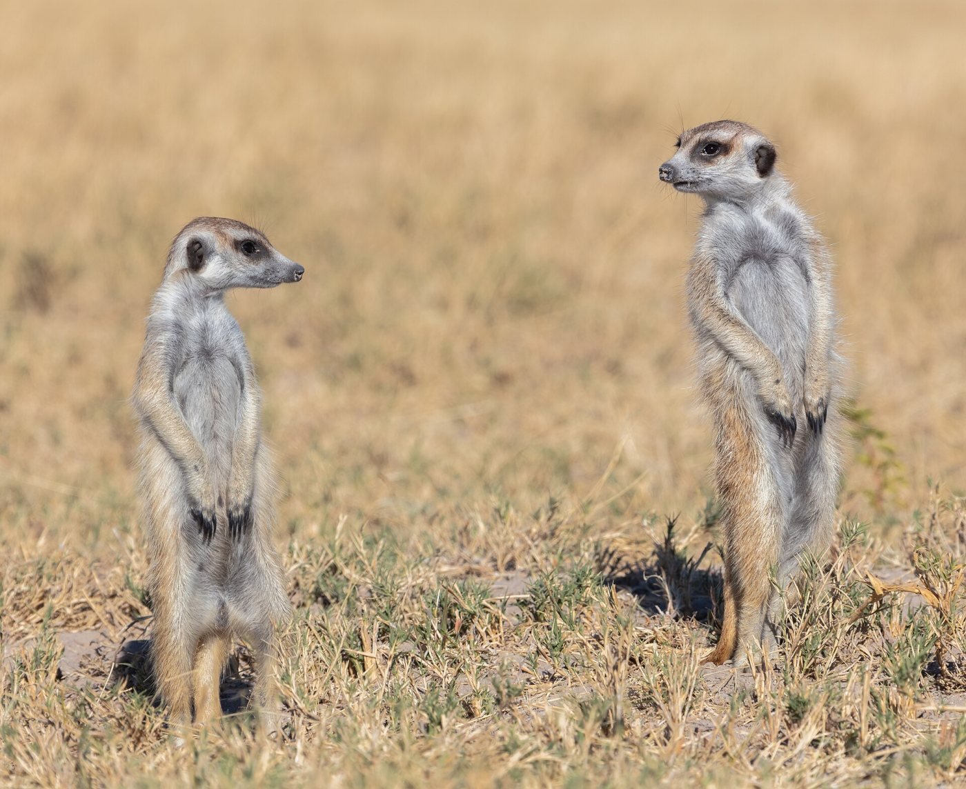 Makgadikgadi Pans, Central Botswana