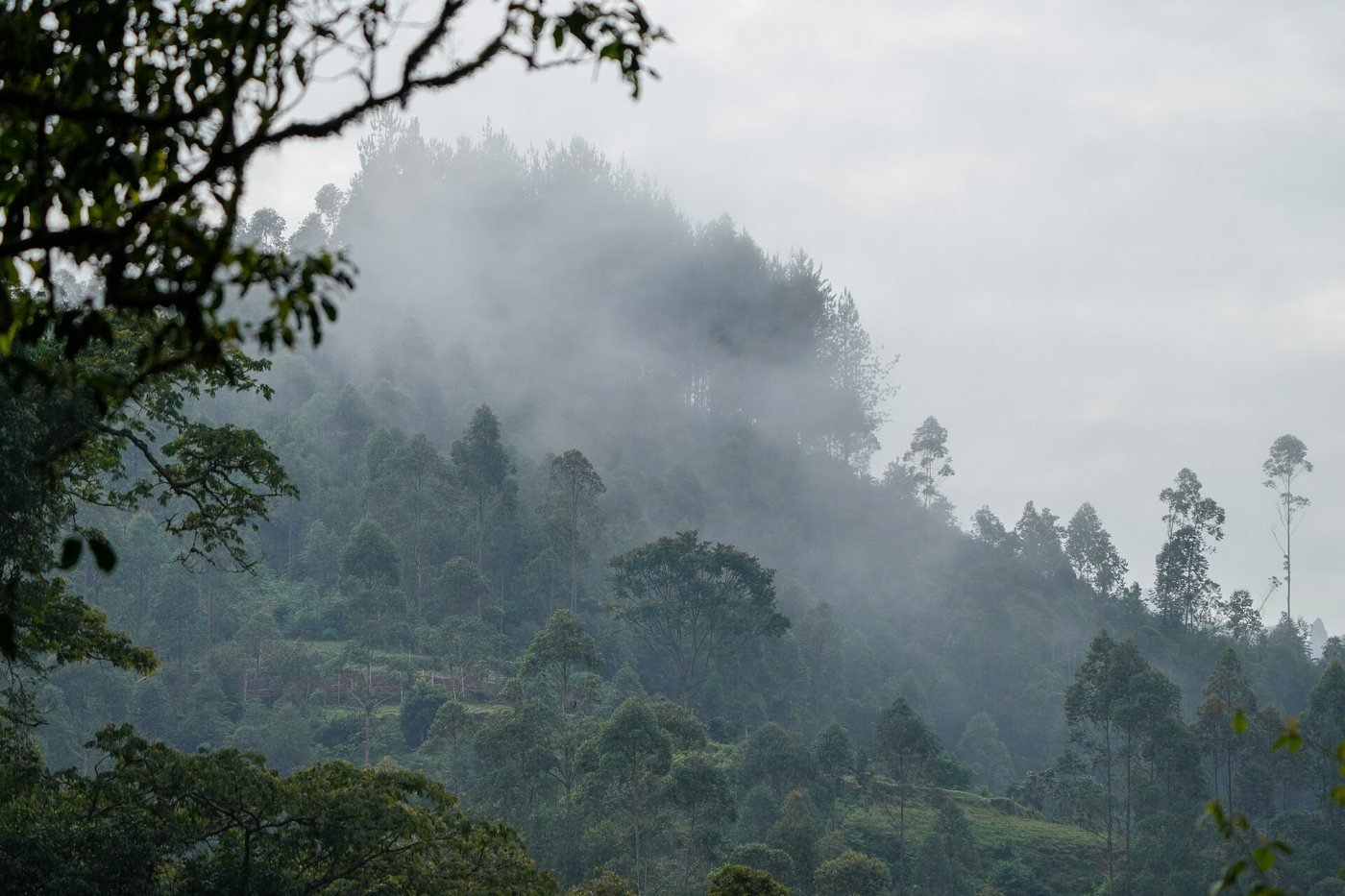 Ruhija & the Mubwindi Swamp, Ruhija sector, eastern Bwindi
