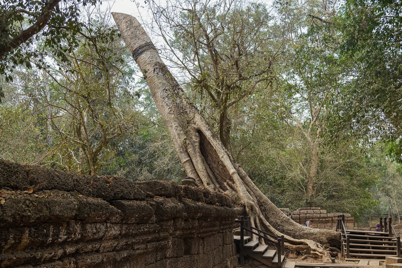 Ta Prohm, Angkor