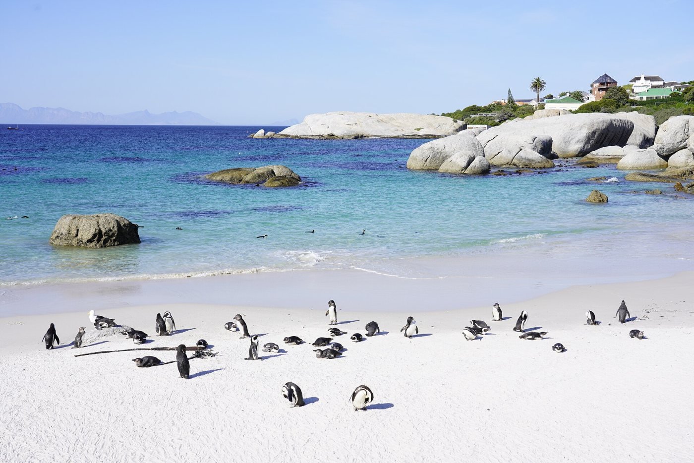 Boulders Beach penguins, Simon’s Town