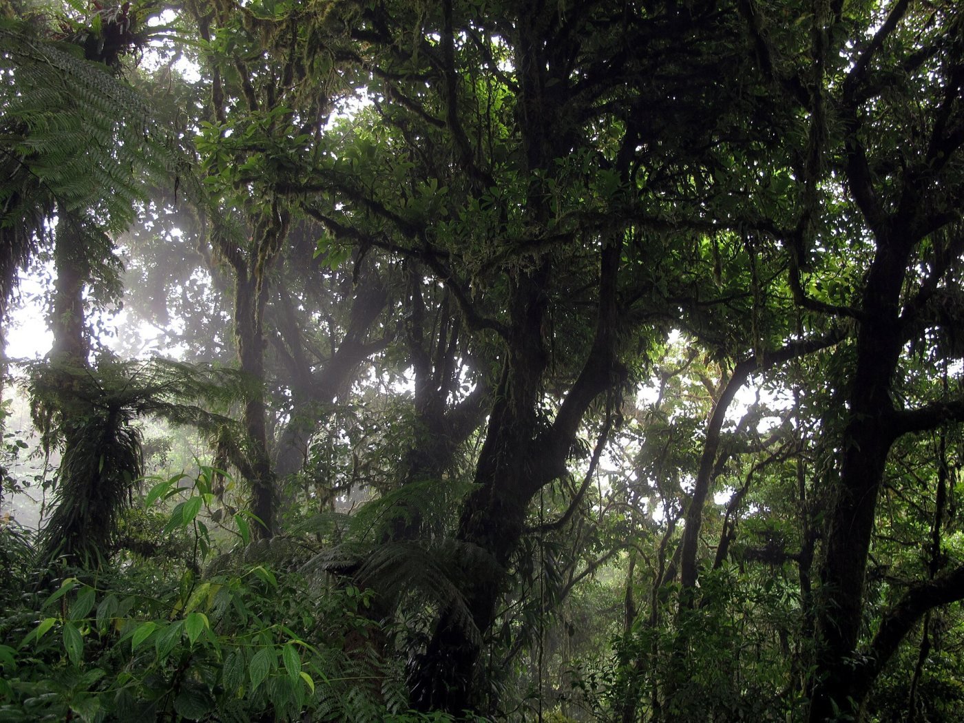 Monteverde cloud forest, Monteverde