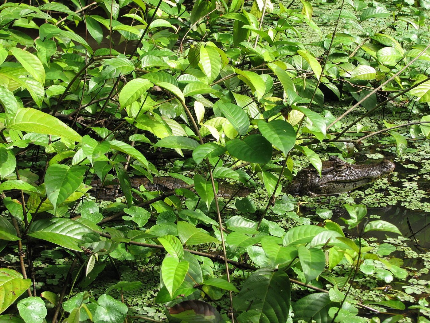 Tortuguero, Caribbean coast