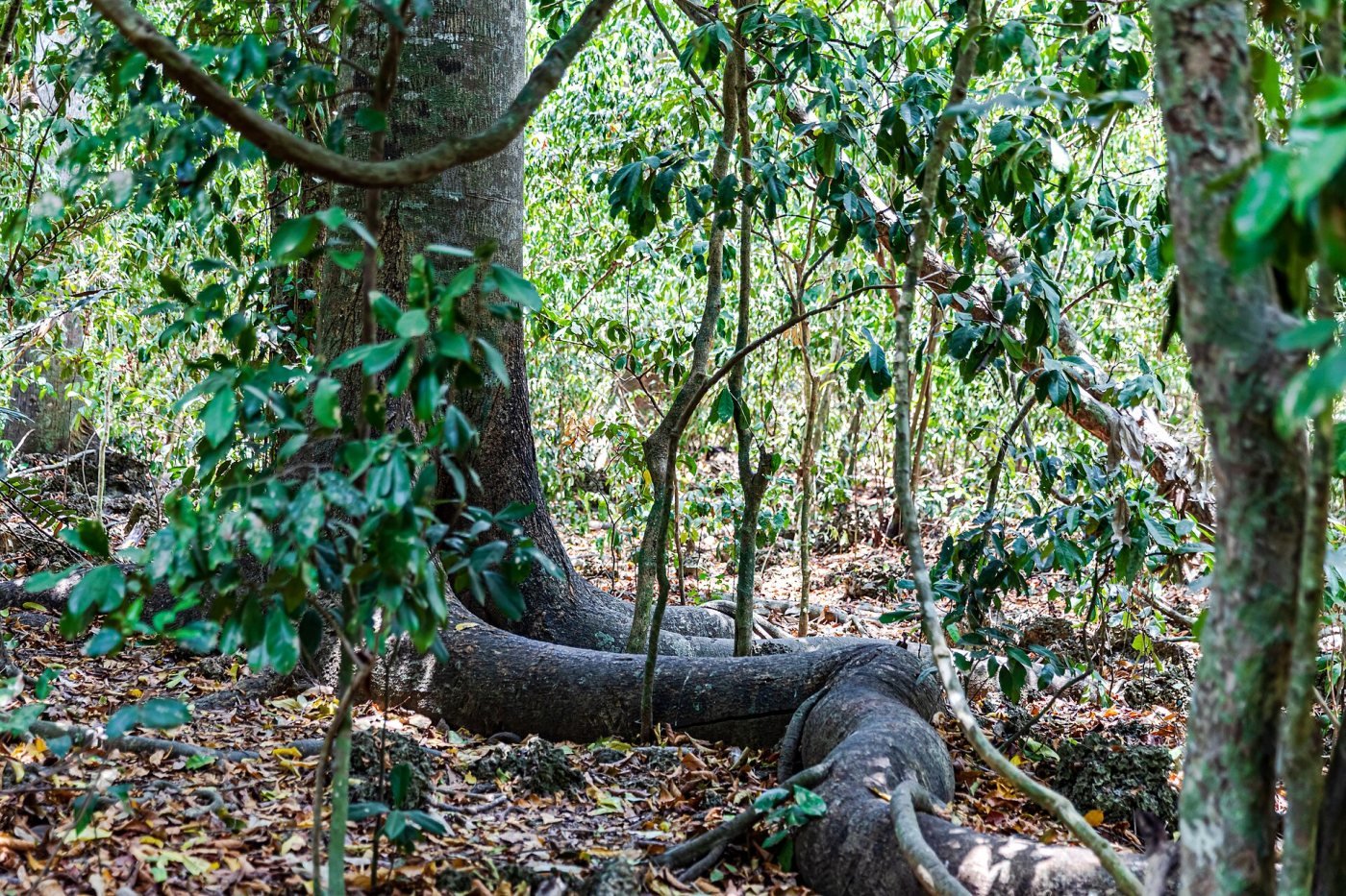 Kaya Kinondo sacred forest, Kinondo, near Diani
