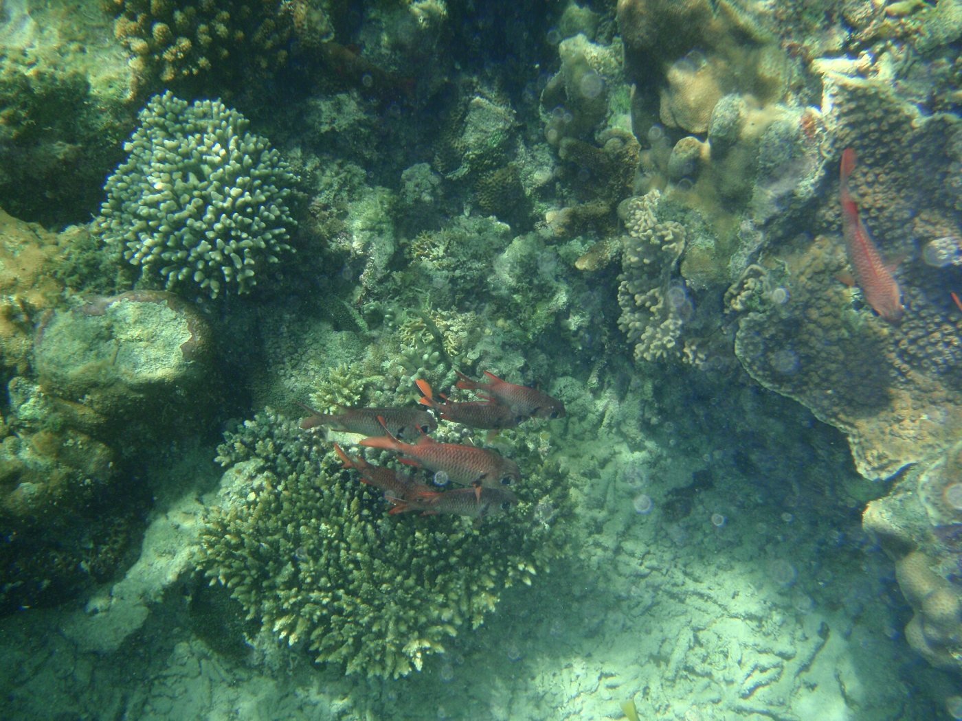 Kisite-Mpunguti Marine Park, Wasini Island, Shimoni