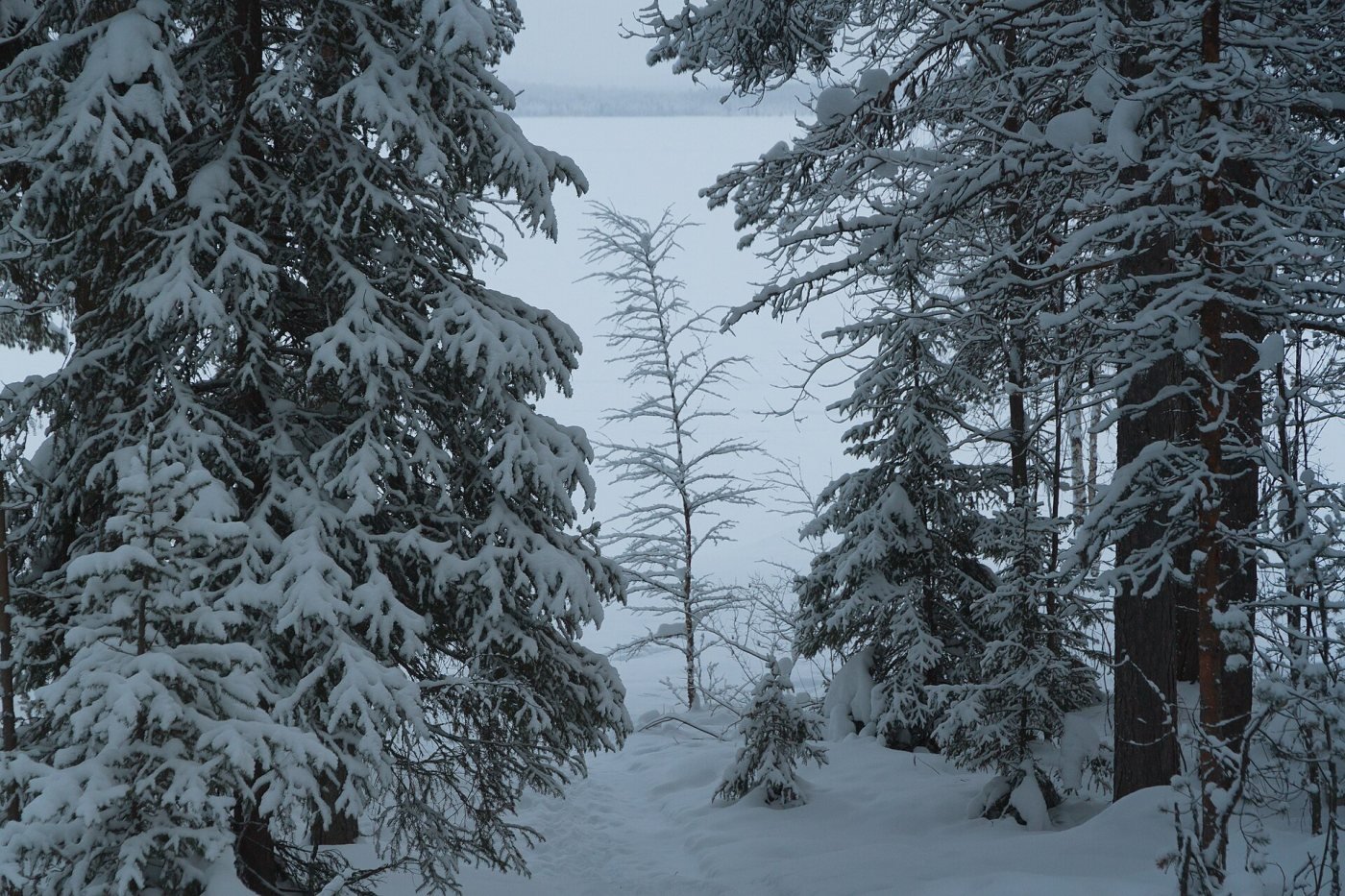 Lapland in winter, Lapland