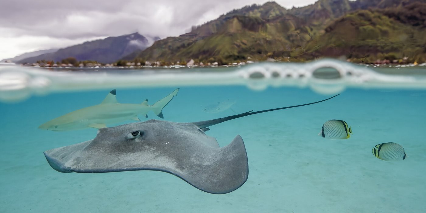 Moorea, Moorea