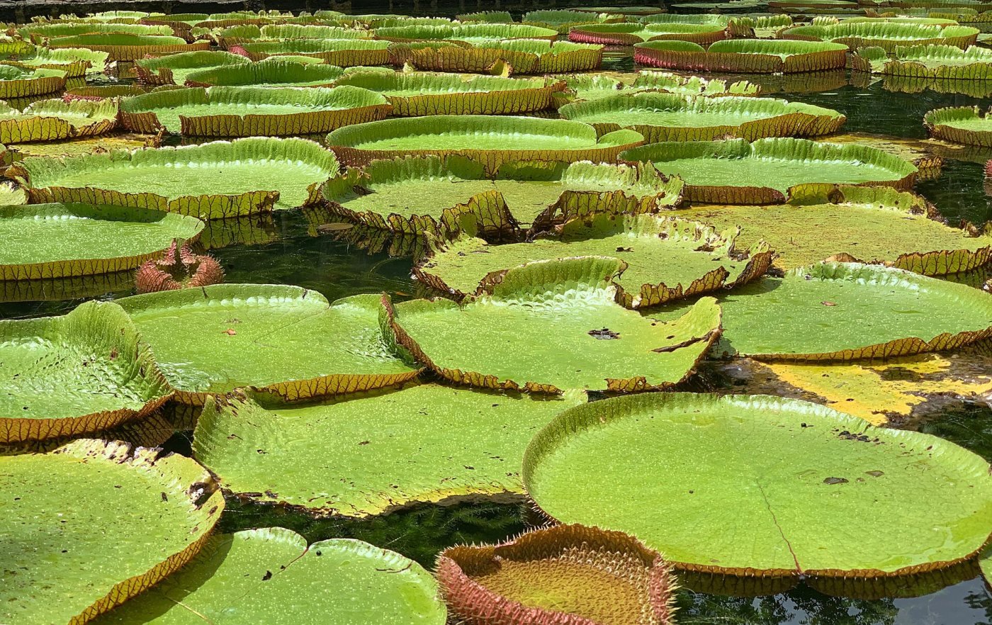 Pamplemousses Botanical Garden, Pamplemousses
