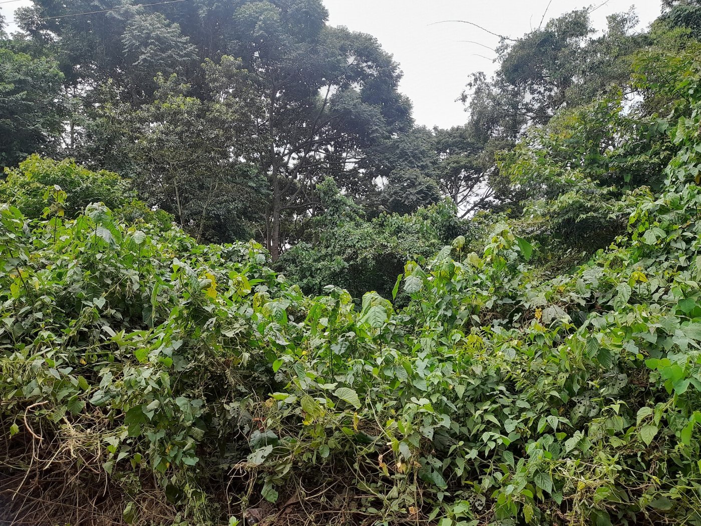 Mabira Forest, Mabira Forest Reserve