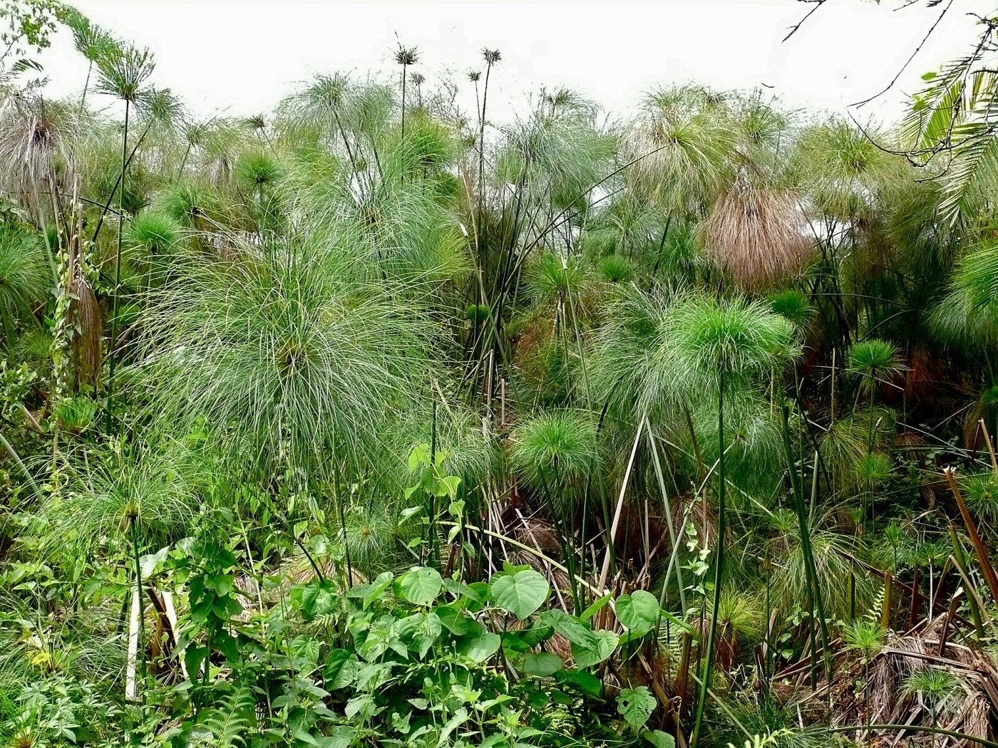 Bigodi Wetland Sanctuary, Bigodi village
