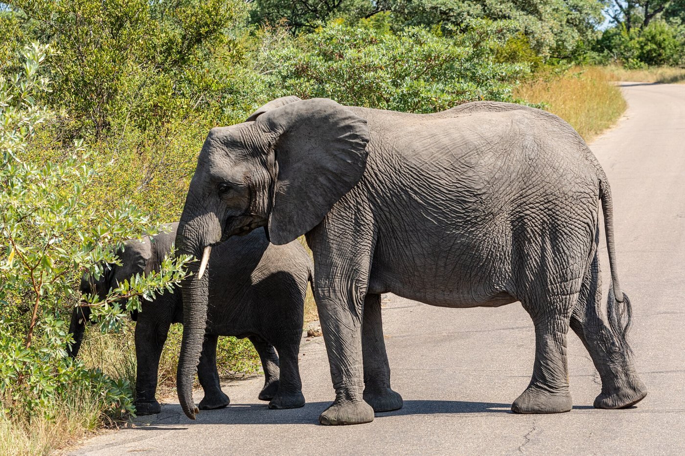 Kruger game drives, Kruger National Park