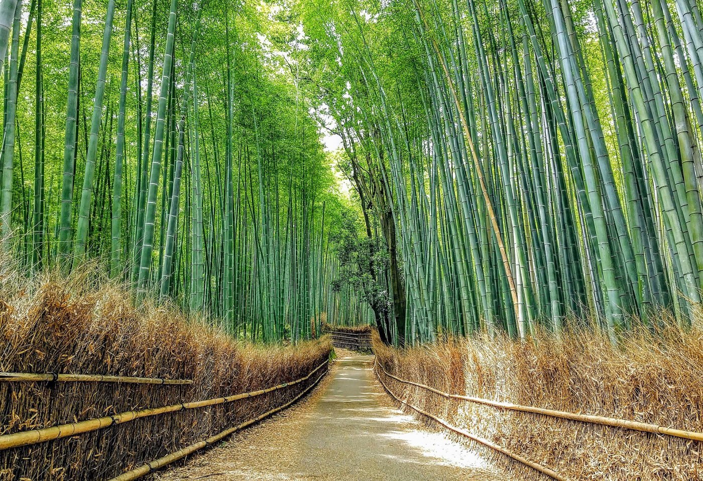 Arashiyama Bamboo Grove, Arashiyama