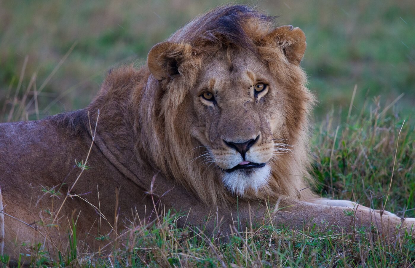 Big Five game drives, Mara Triangle & central plains