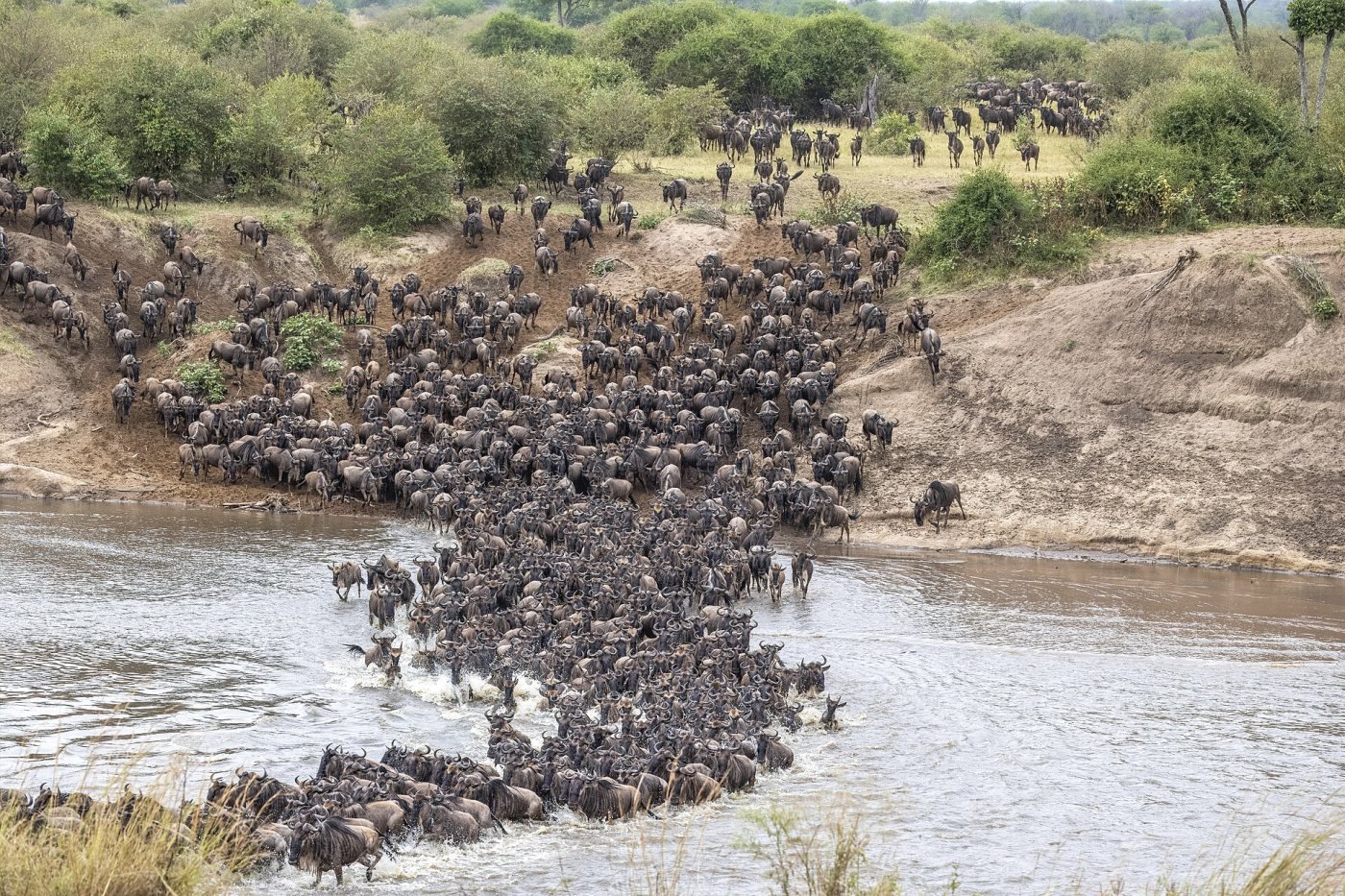 Mara River crossings, Mara River, Maasai Mara