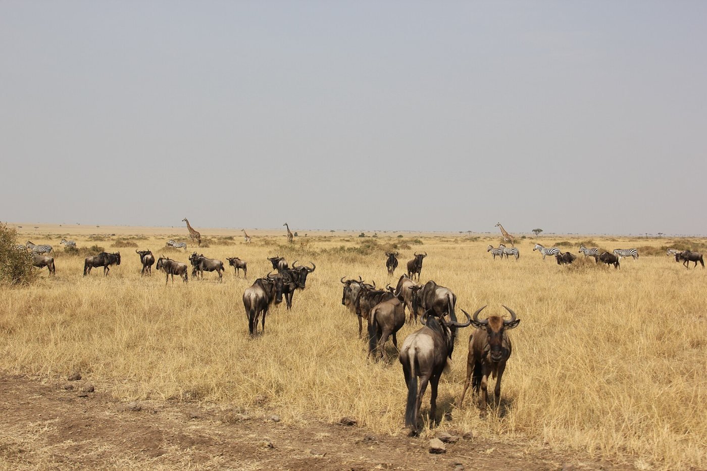 Oloololo Escarpment, Western Mara
