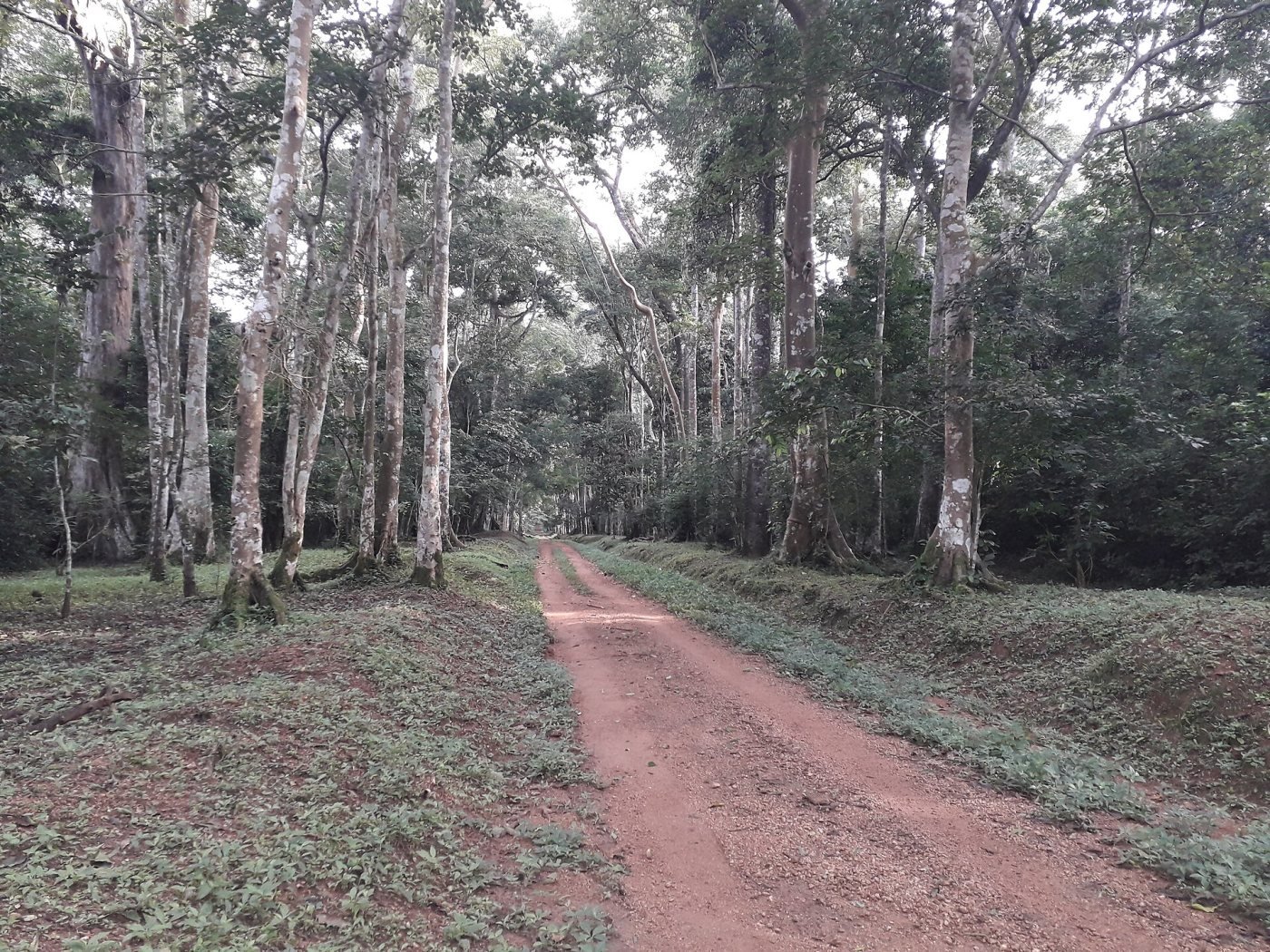 Budongo Forest chimpanzees, Budongo Forest Reserve