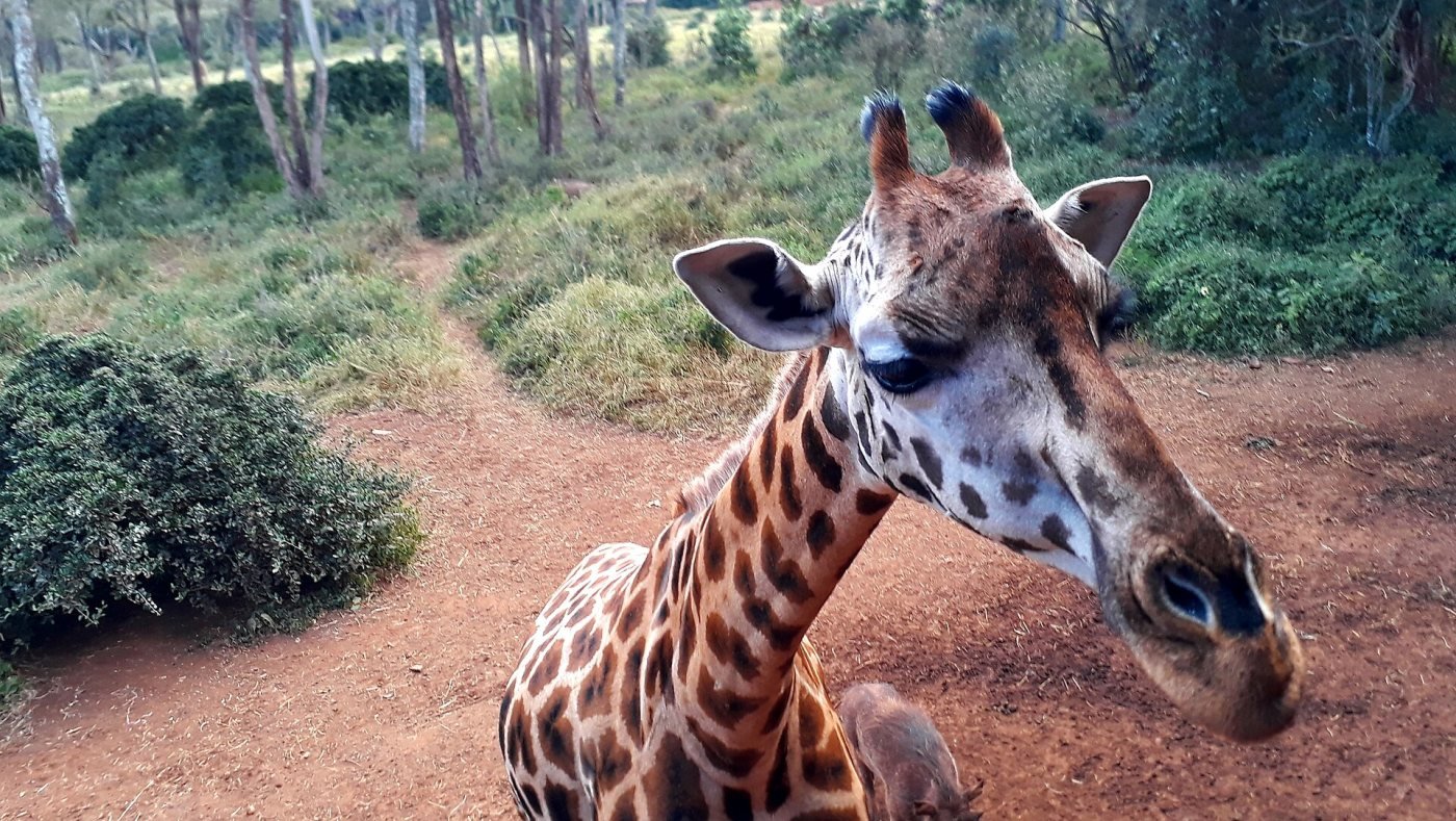 Giraffe Centre, Karen, Nairobi
