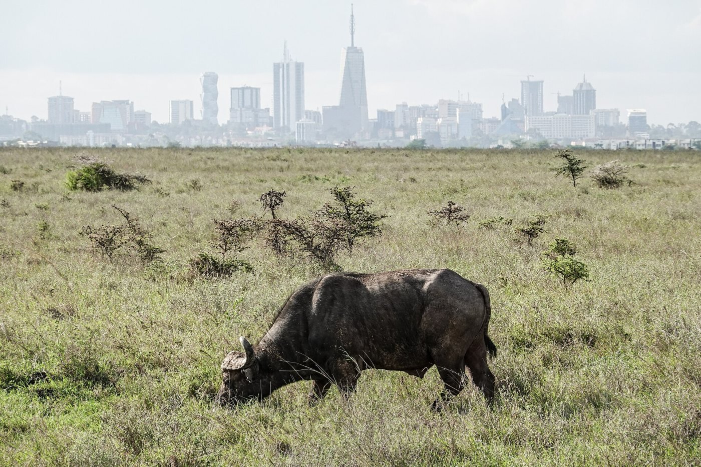 Nairobi National Park, South of the city