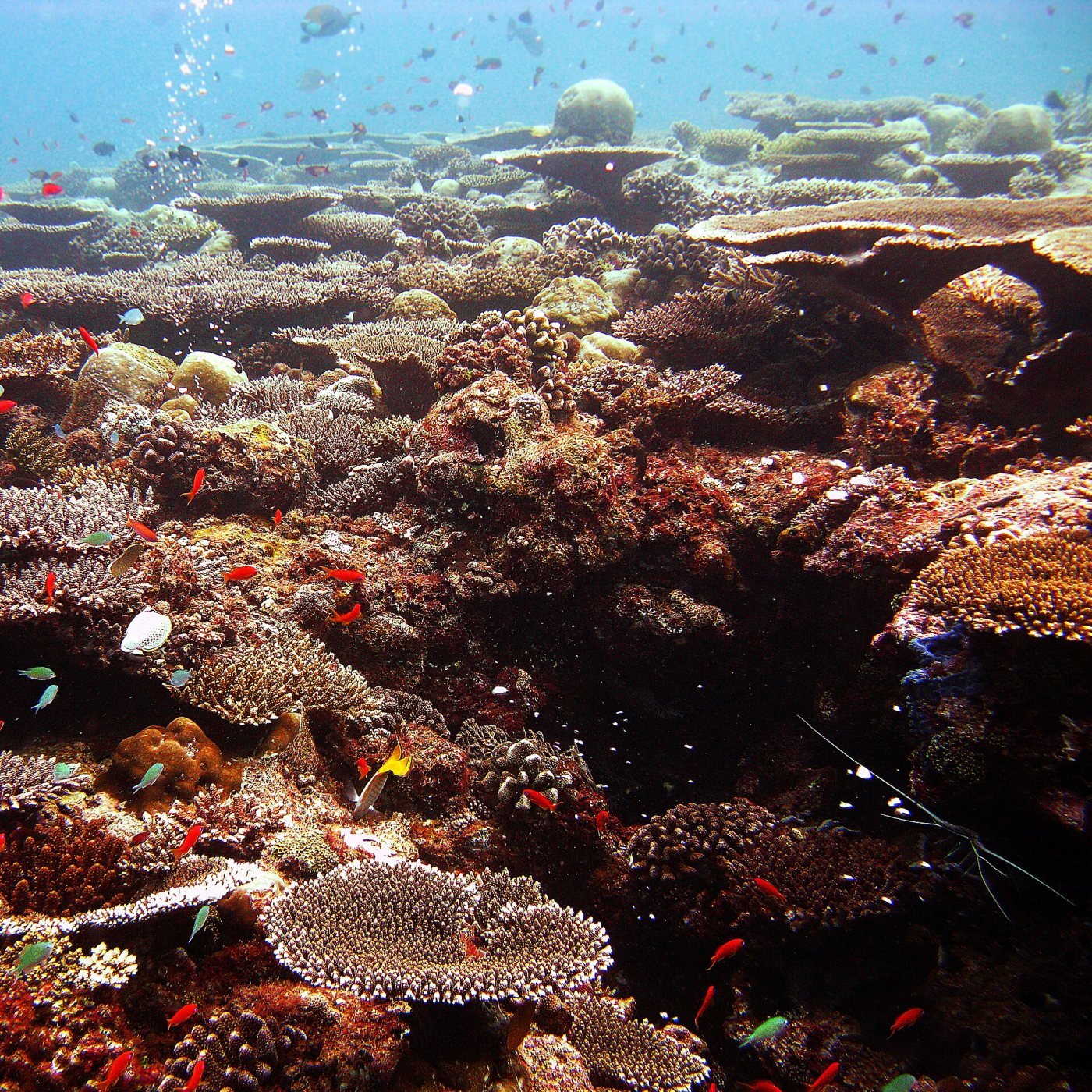 House reef snorkelling, North Malé Atoll