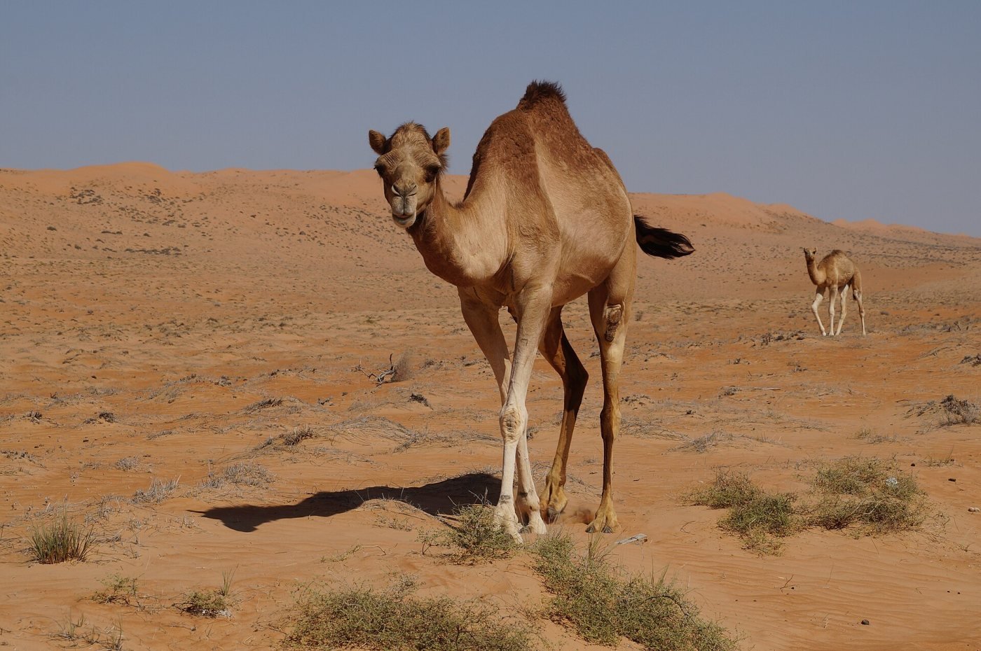 Wahiba Sands, Sharqiya