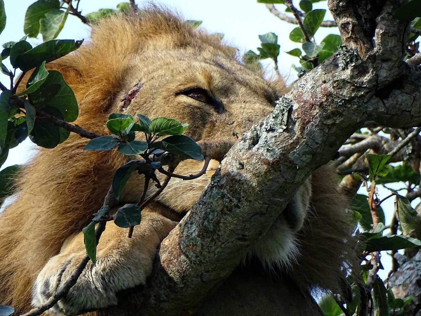 Ishasha tree-climbing lions, Ishasha sector, south