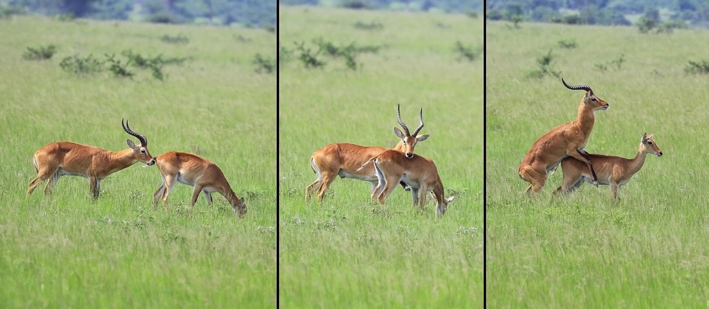 Kasenyi plains, Kasenyi, north-eastern QENP