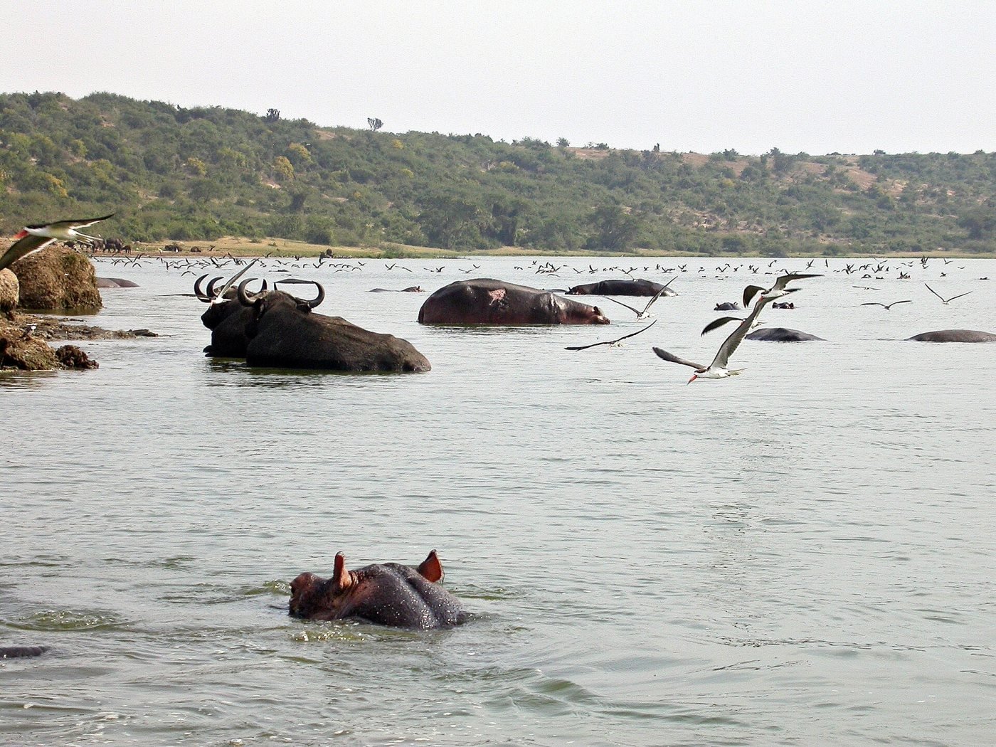 Kazinga Channel cruise, Mweya Peninsula