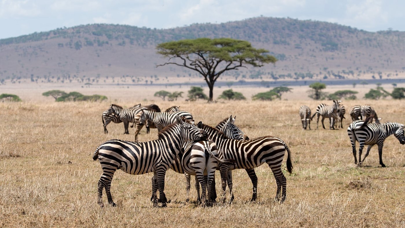 Seronera river valley, Central Serengeti