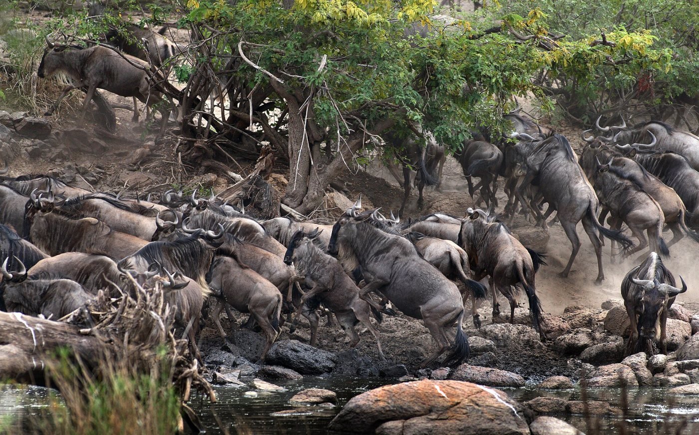 The Great Migration, Serengeti plains