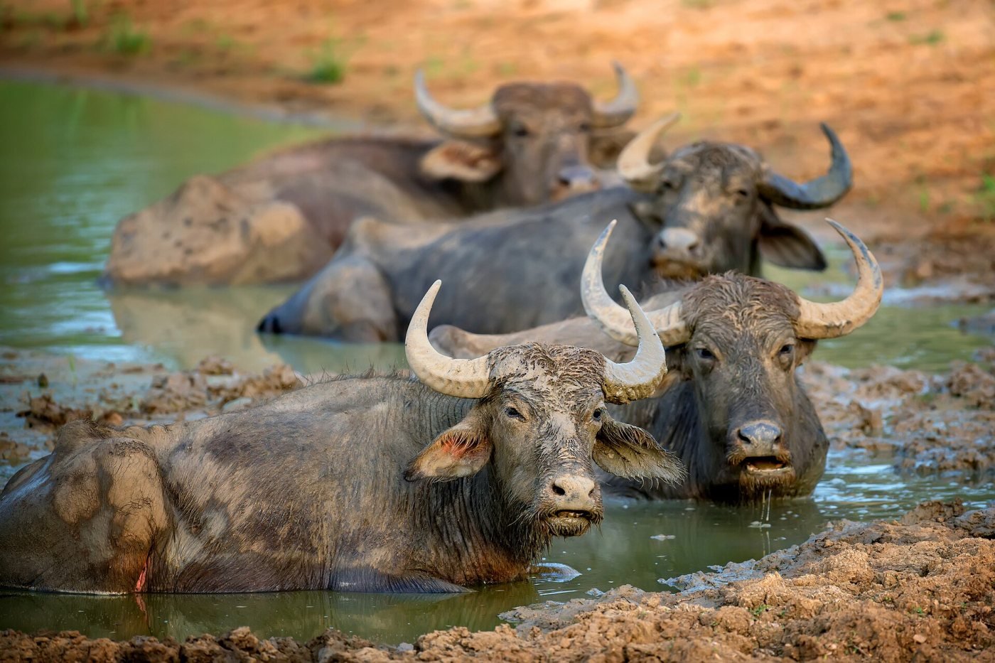 Yala National Park, Yala