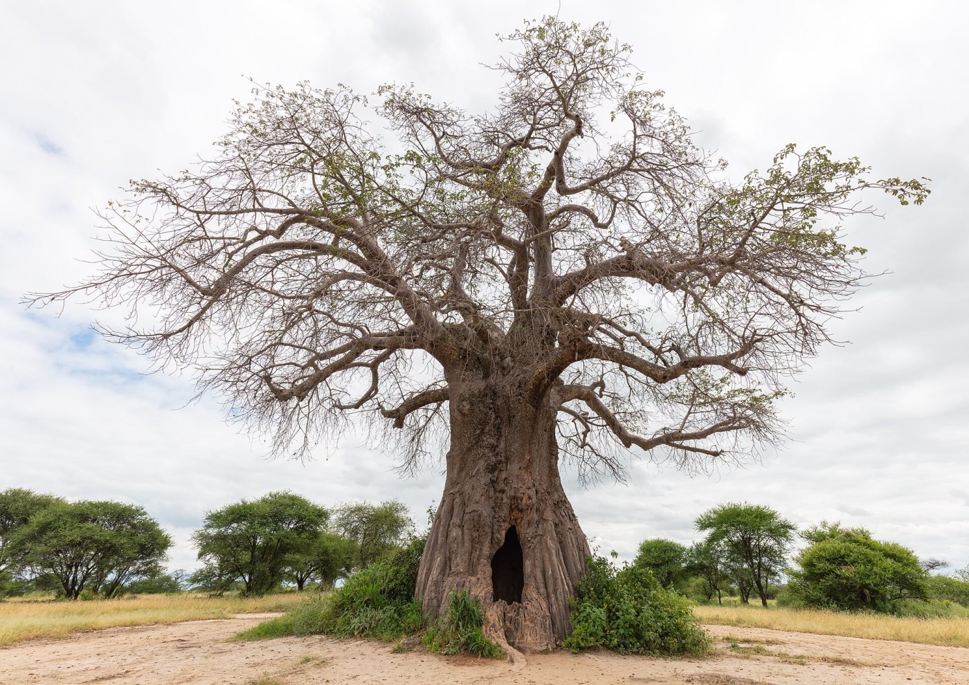 Tarangire National Park, Tarangire
