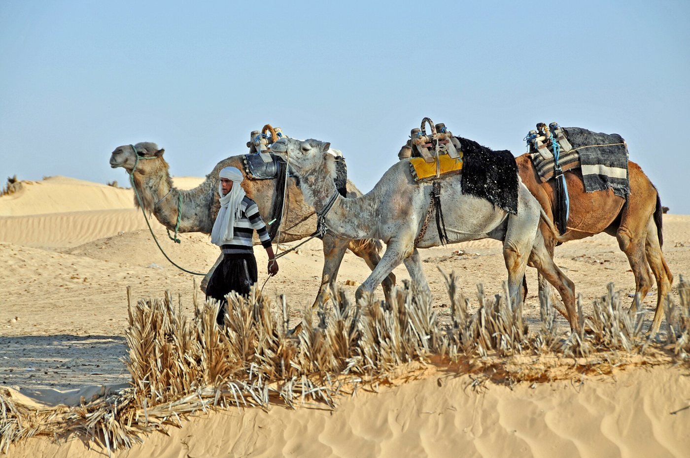 Douz & the Sahara, Douz
