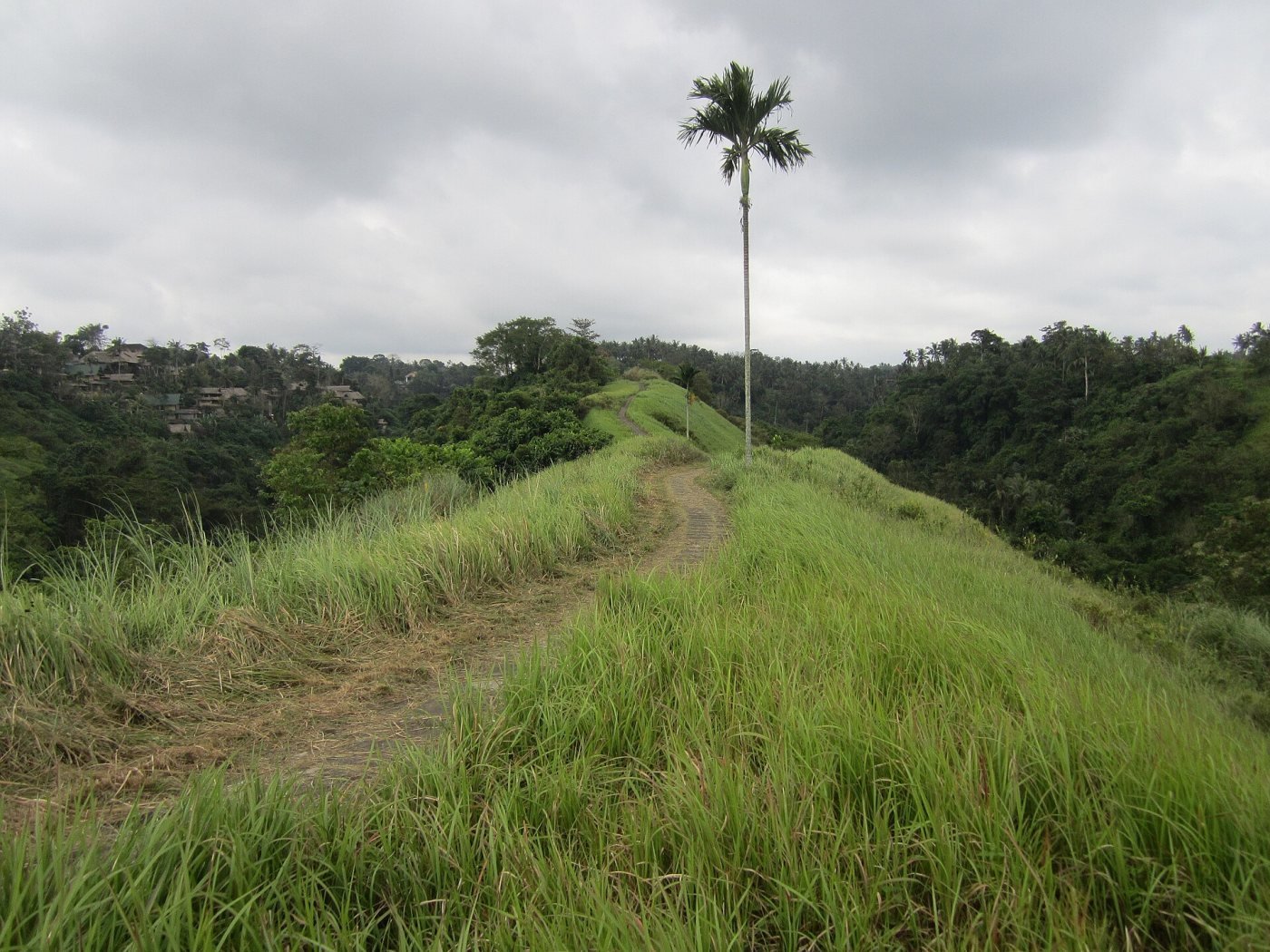 Campuhan Ridge Walk, Ubud
