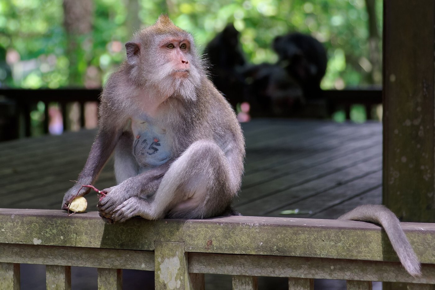Sacred Monkey Forest, Ubud