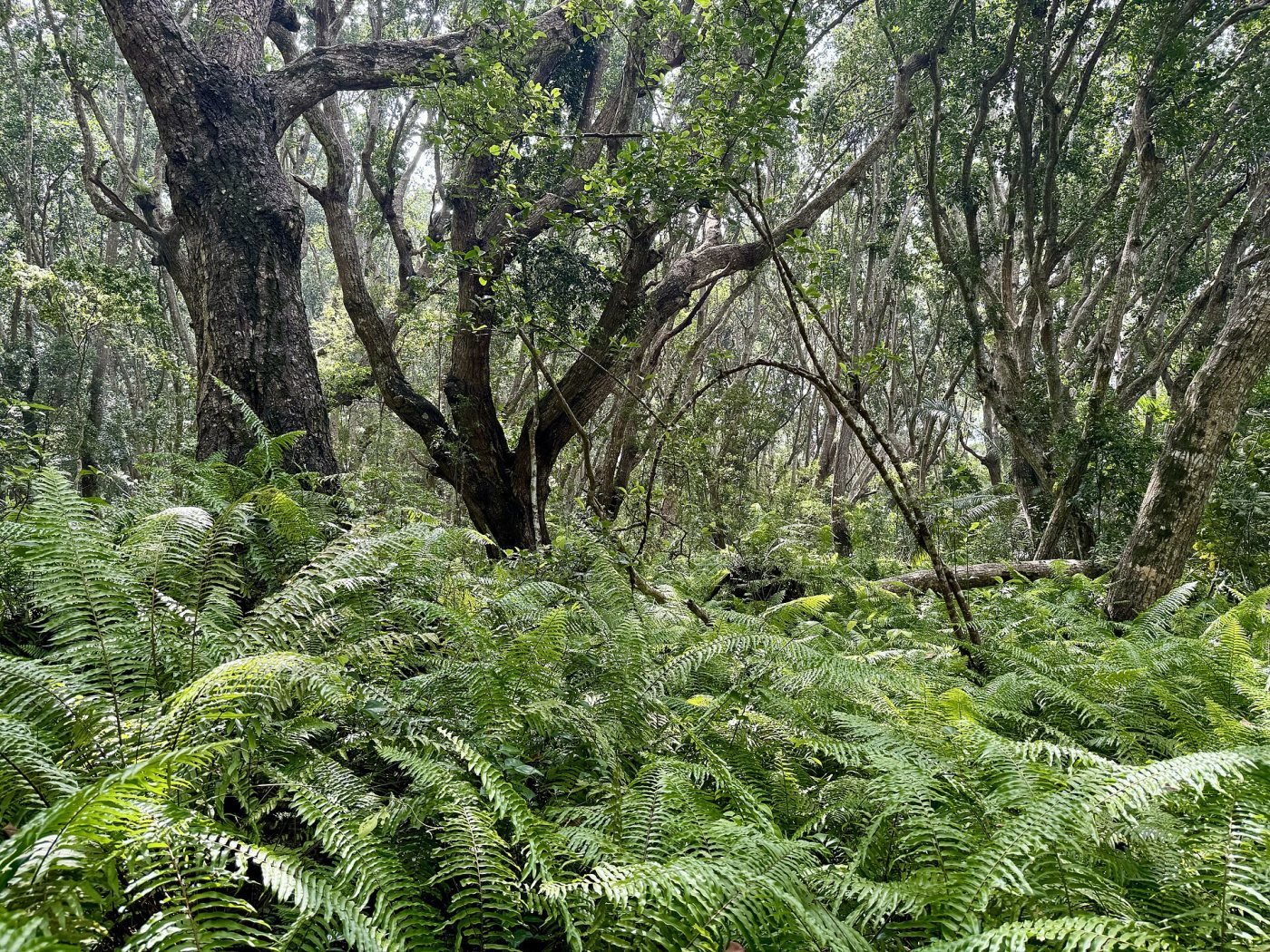 Jozani Forest, Jozani–Chwaka Bay