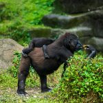 A mother gorilla feeds while carrying her baby in the lush Taipei Zoo environment.