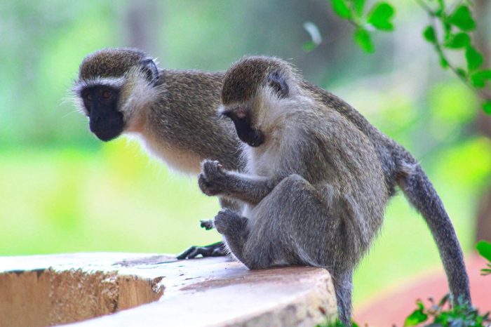 uganda, monkeys, primates, wildlife, africa