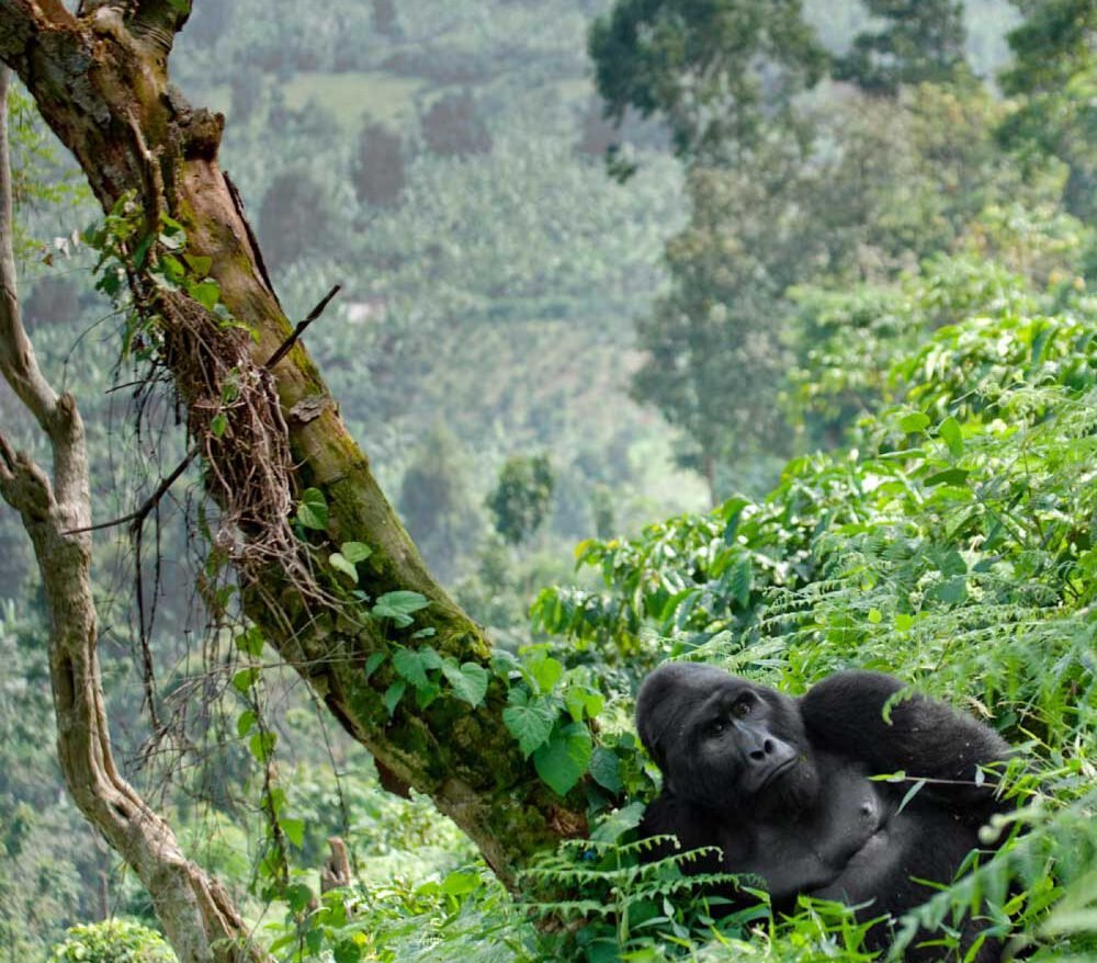 bwindi