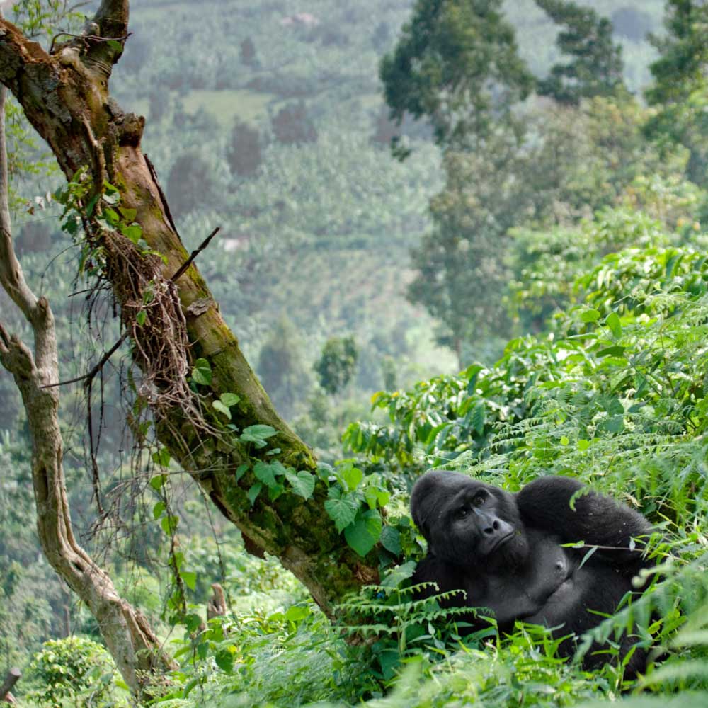 Bwindi Impenetrable