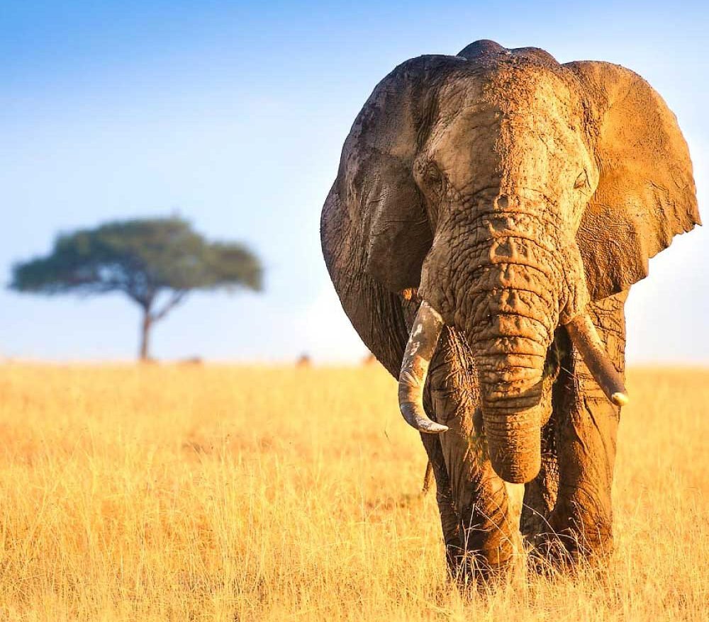 maasai-mara